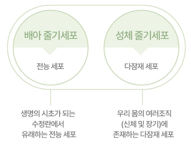 줄기세포 지방이식